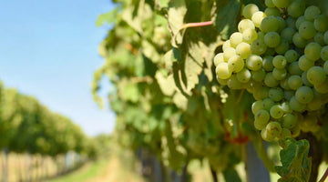 vin breton raisin blanc sur les vignes